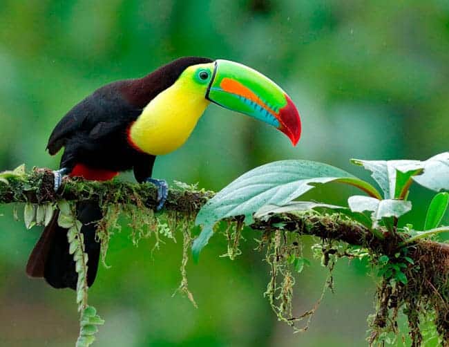 tucán en la selva de Iquitos en el amazonas de Perú