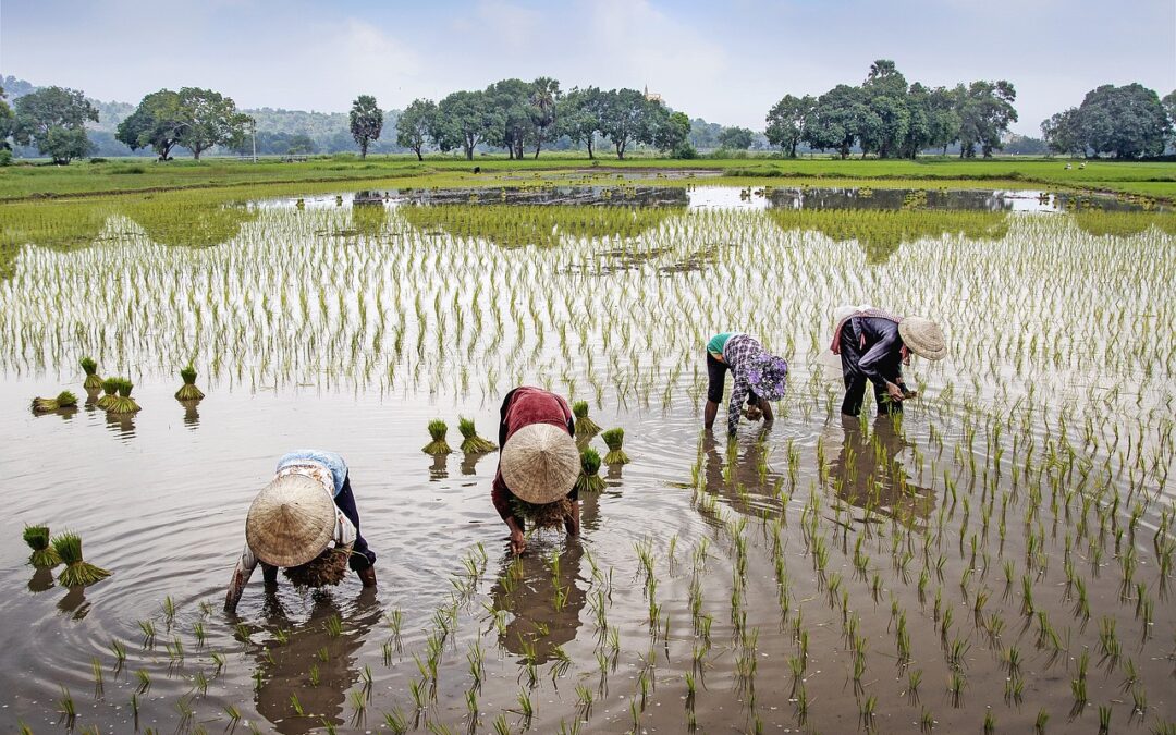 Economía de Vietnam: impacto de sectores