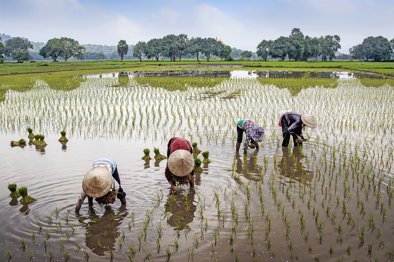 hombres cosechando en campo de arroz en Vietnam