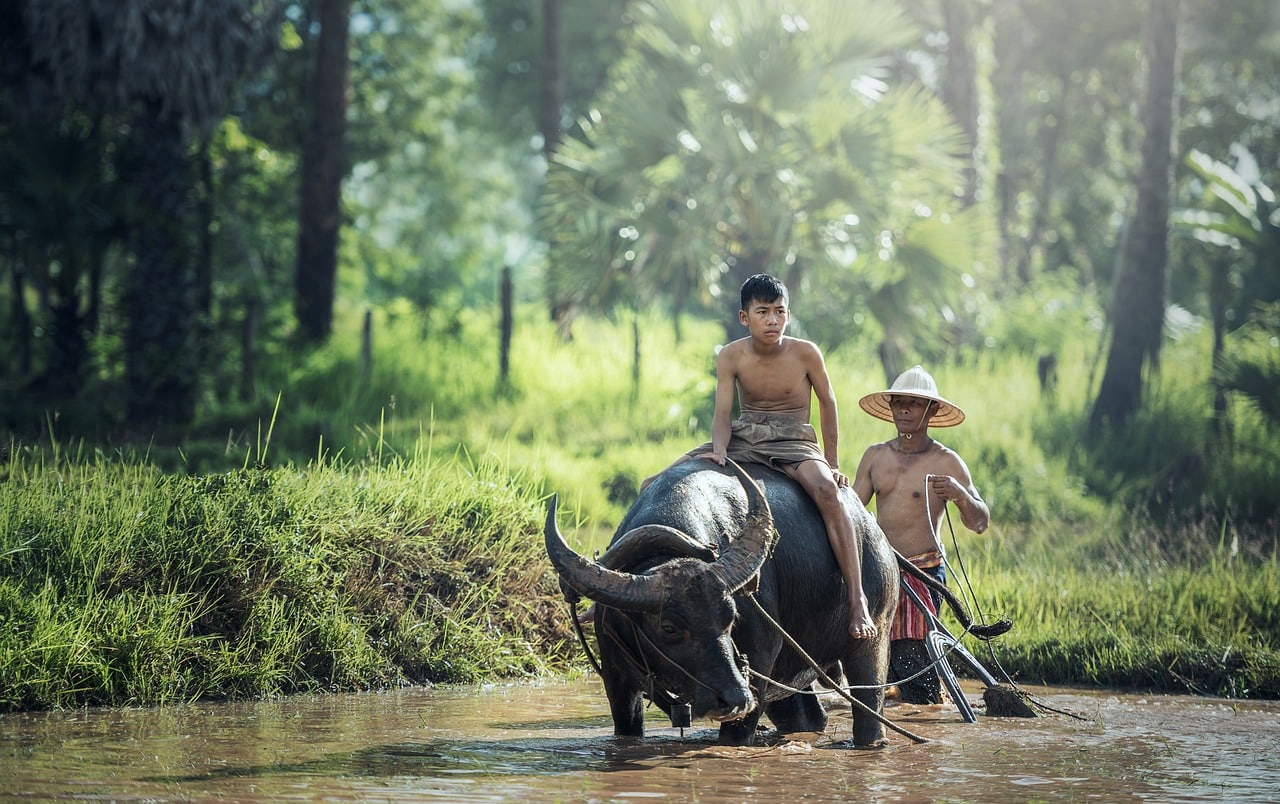 buey y granjeros en Laos